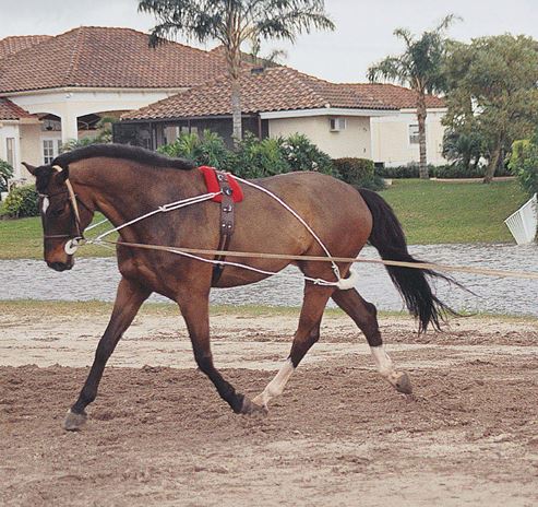Cheval Reins 7 pieds de long marron tressé Sierra Horse Tack
